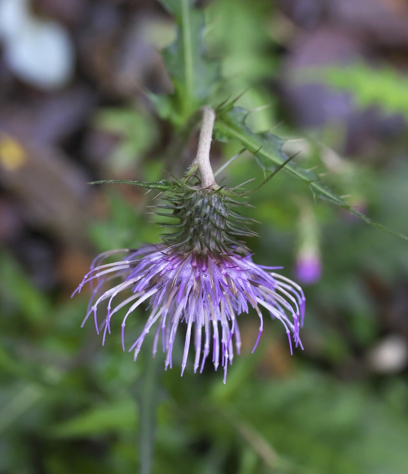 Cirsium tashiroi photo 3