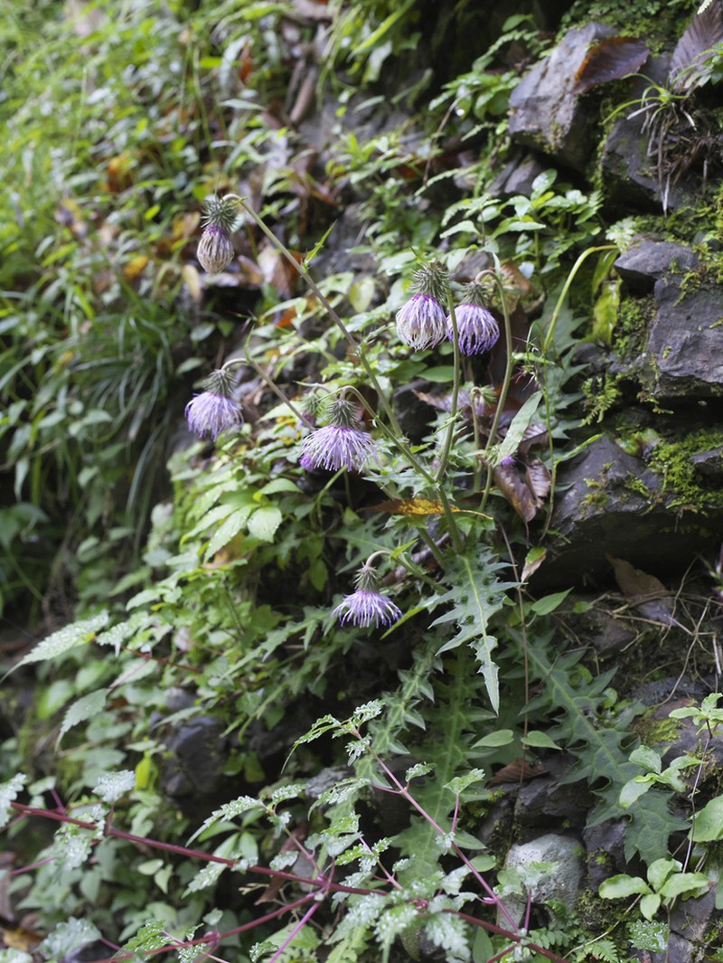 Cirsium tashiroi photo 4