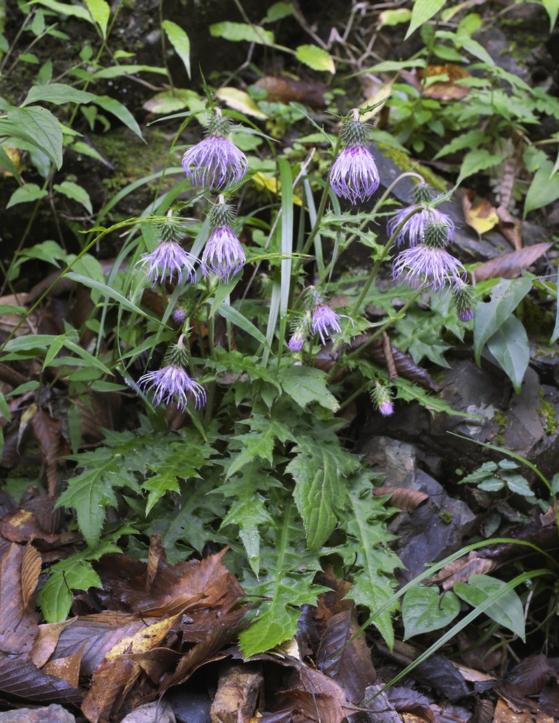 Cirsium tashiroi photo 5