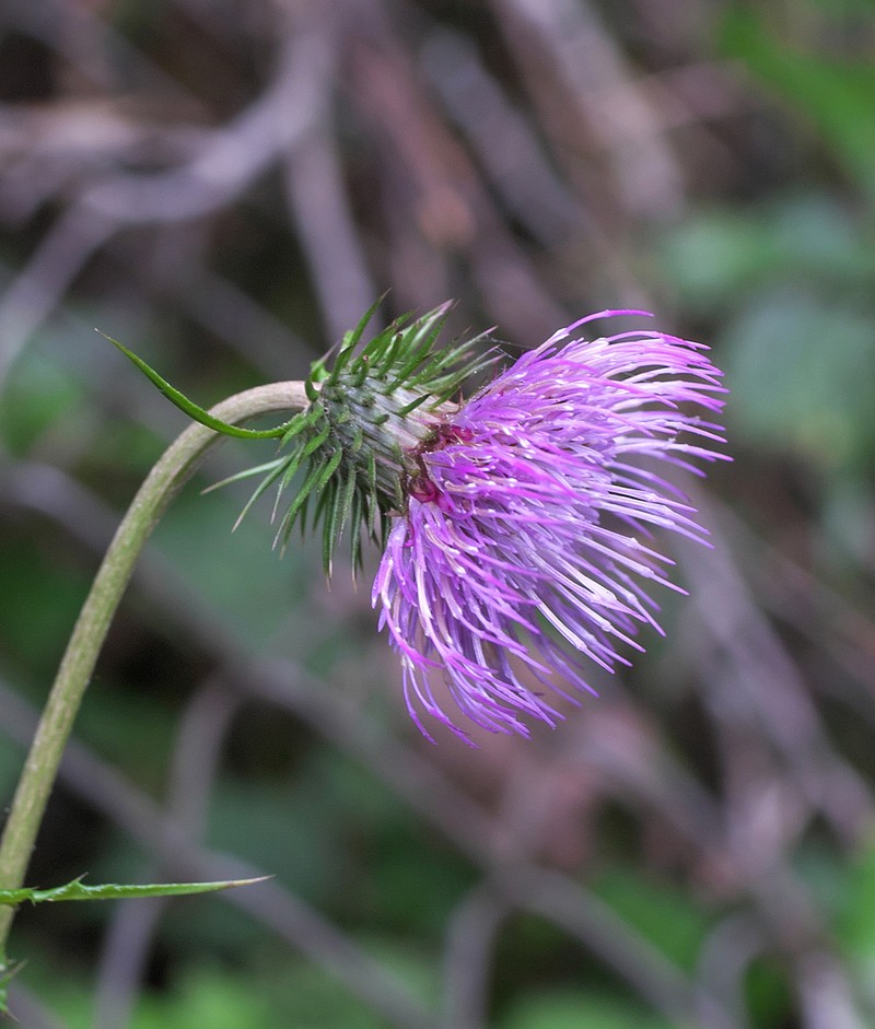 Cirsium tashiroi photo 6