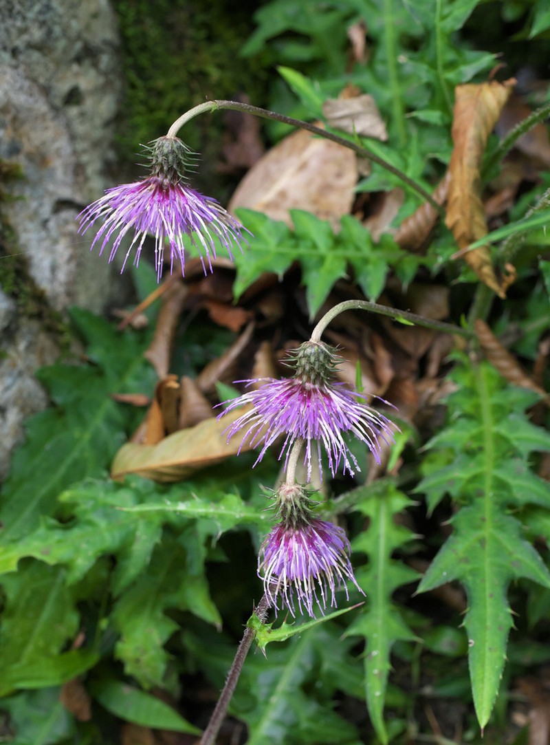 Cirsium tashiroi photo 7