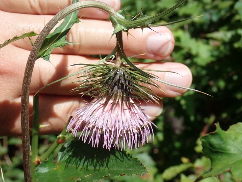 Cirsium tashiroi photo 8