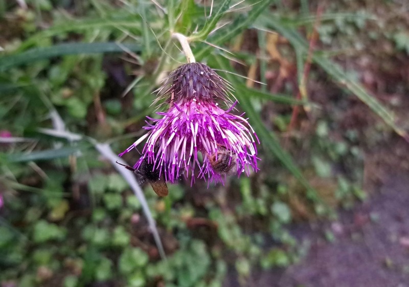 Cirsium tatakaense