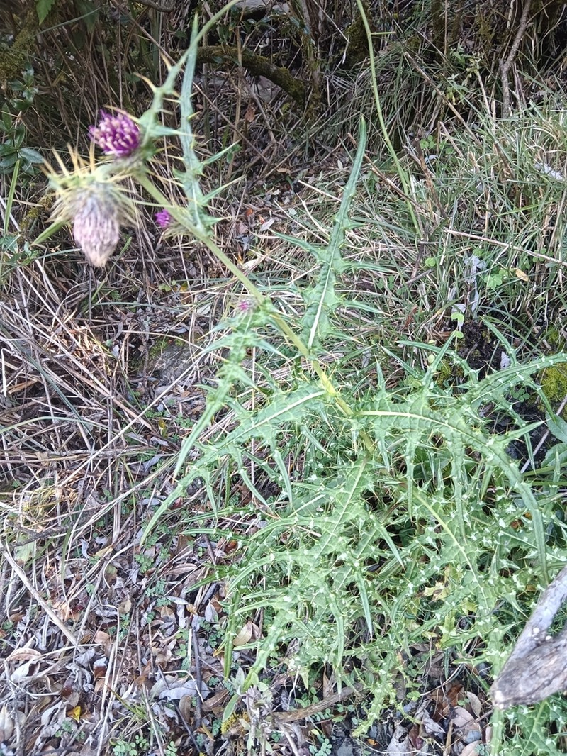 Cirsium tatakaense photo 2