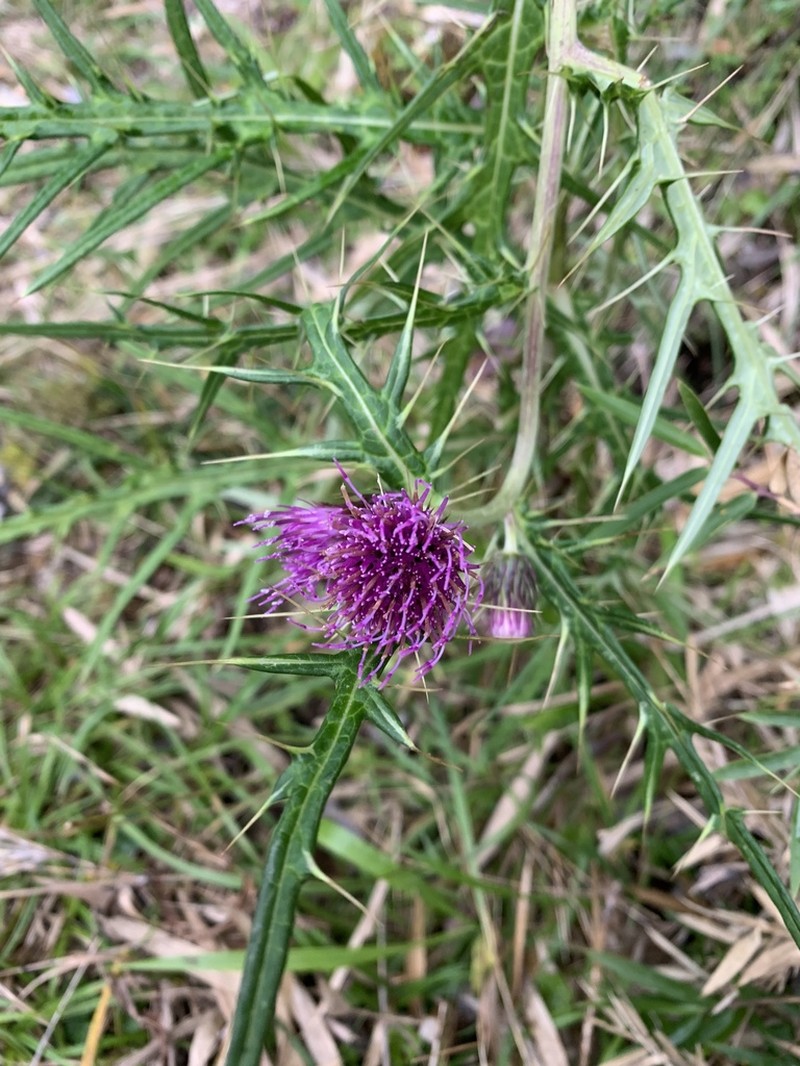 Cirsium tatakaense photo 3
