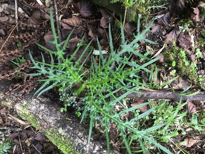 Cirsium tatakaense photo 4