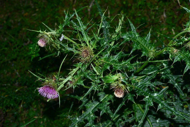 Cirsium tatakaense photo 5