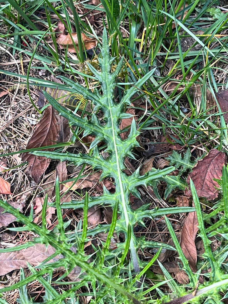 Cirsium tatakaense photo 6