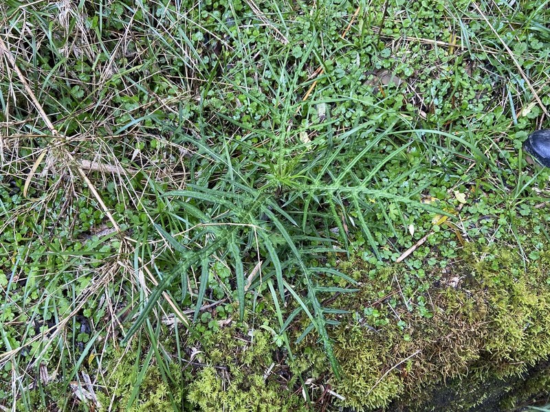 Cirsium tatakaense photo 7
