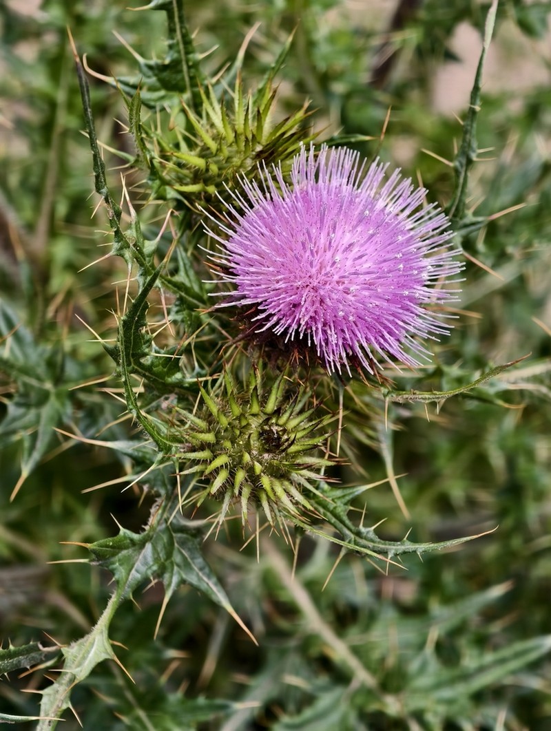 Cirsium tatakaense photo 8