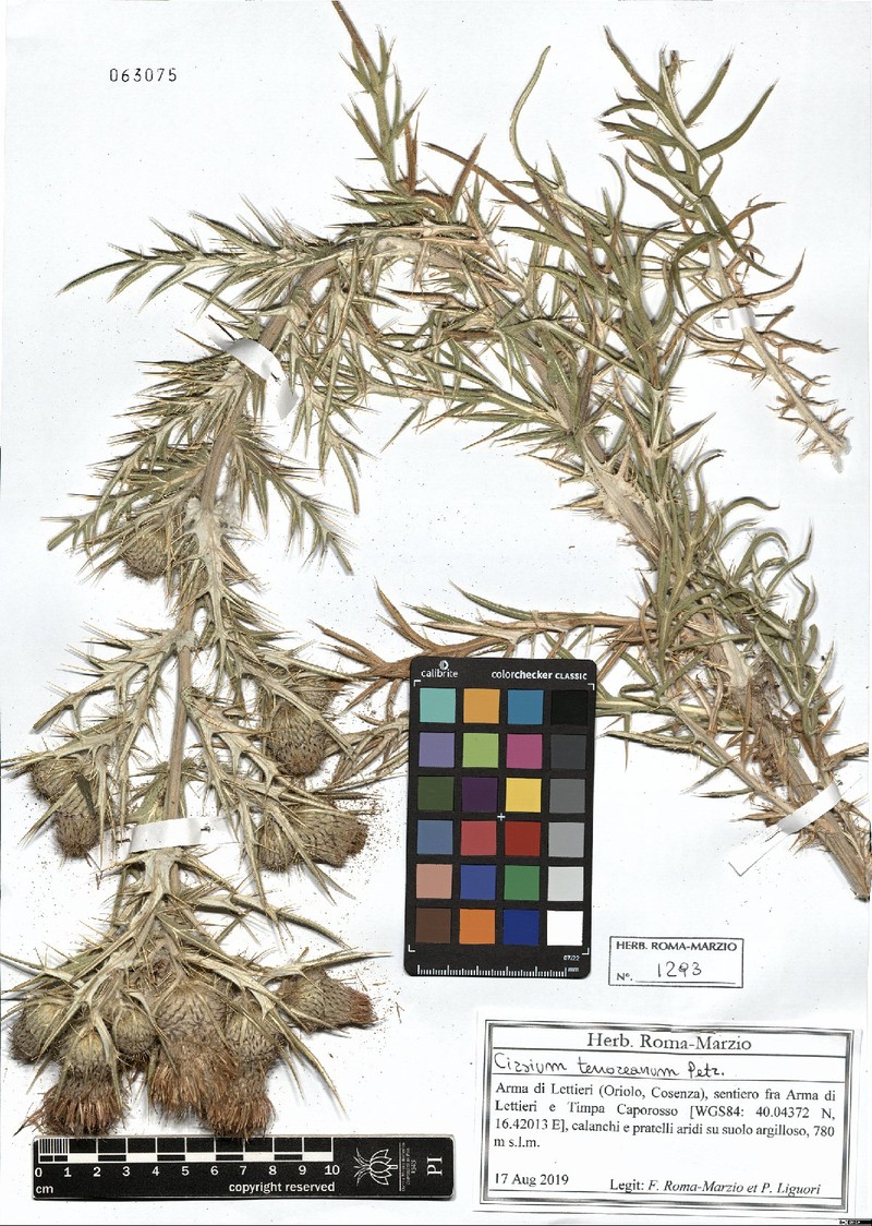 Cirsium tenoreanum