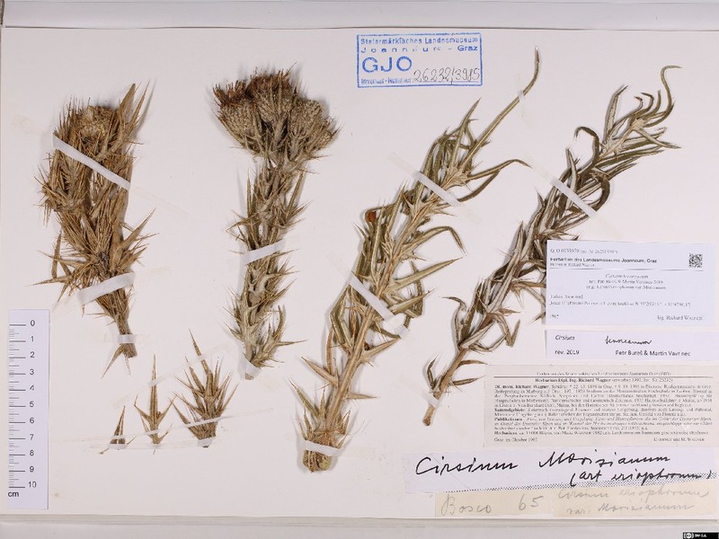 Cirsium tenoreanum photo 2