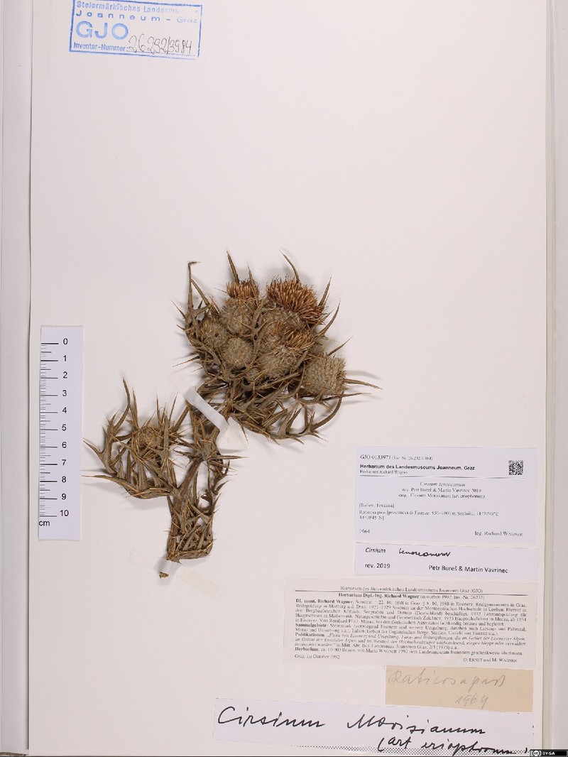 Cirsium tenoreanum photo 3