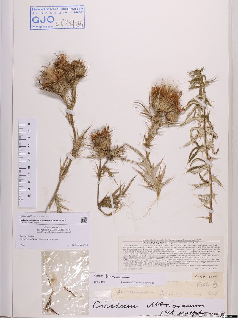 Cirsium tenoreanum photo 4