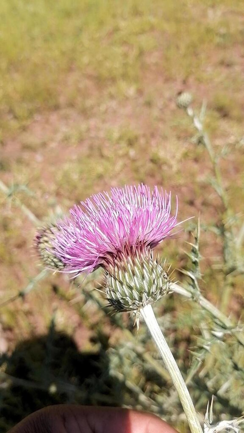Cirsium tenorioanum