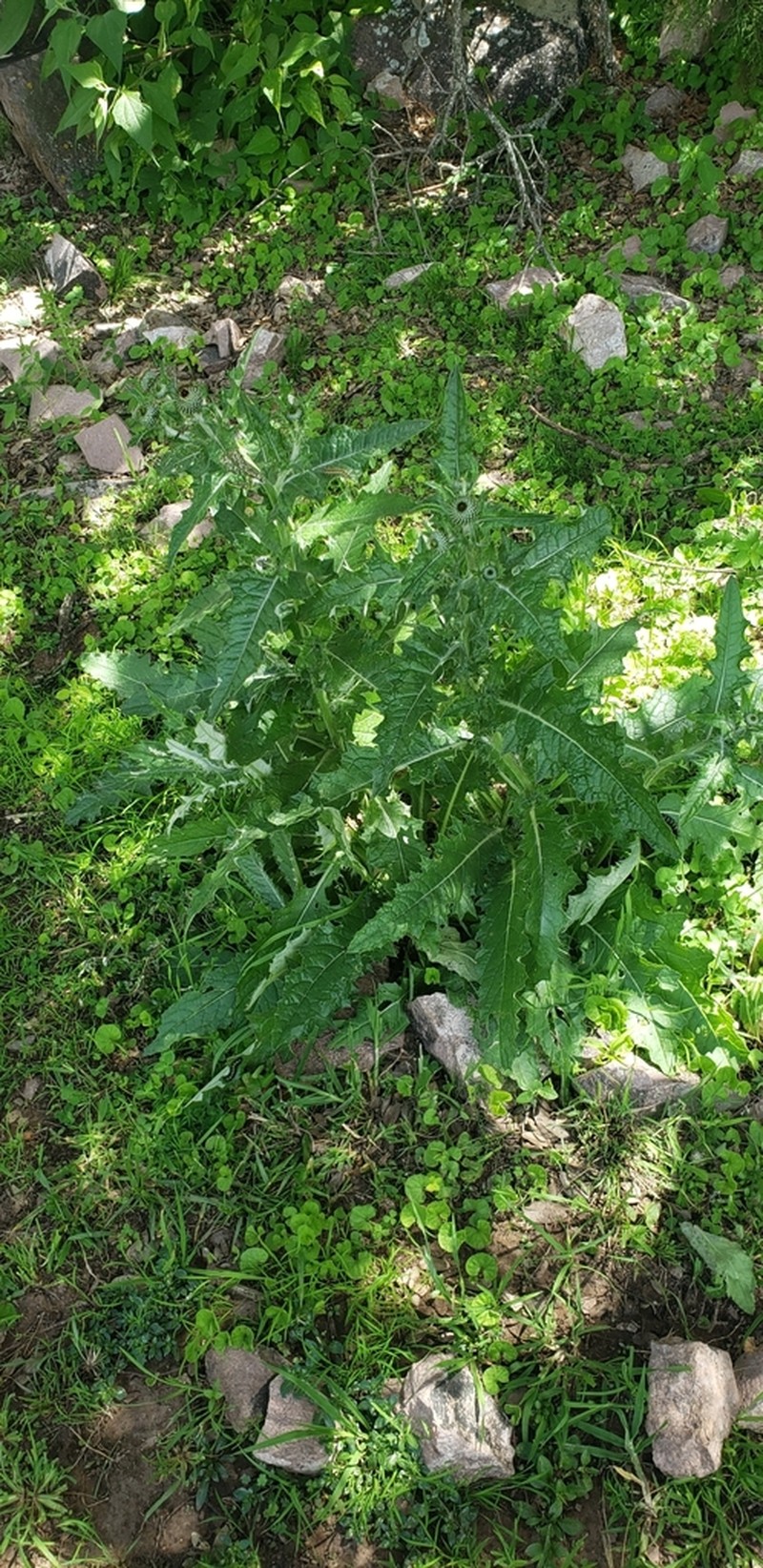Cirsium tenorioanum photo 2