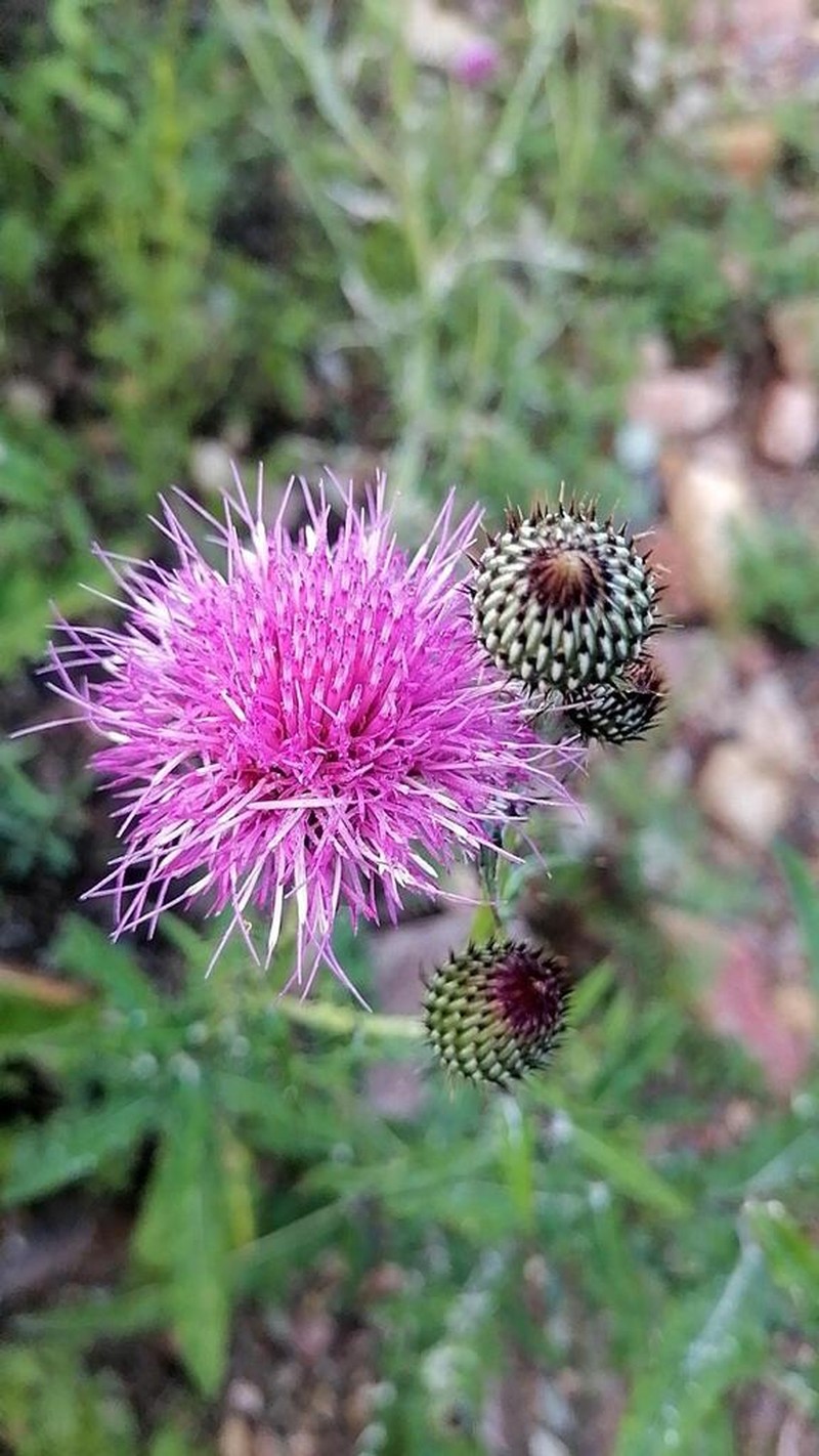 Cirsium tenorioanum photo 3