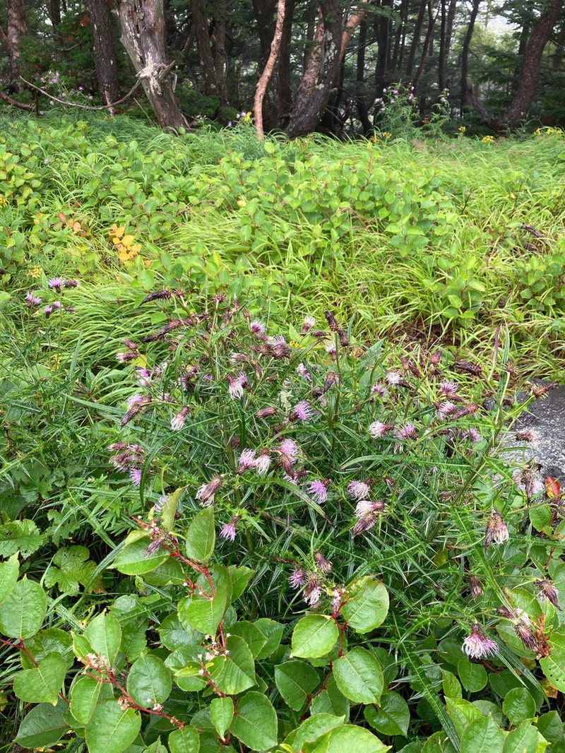 Cirsium tenuipedunculatum