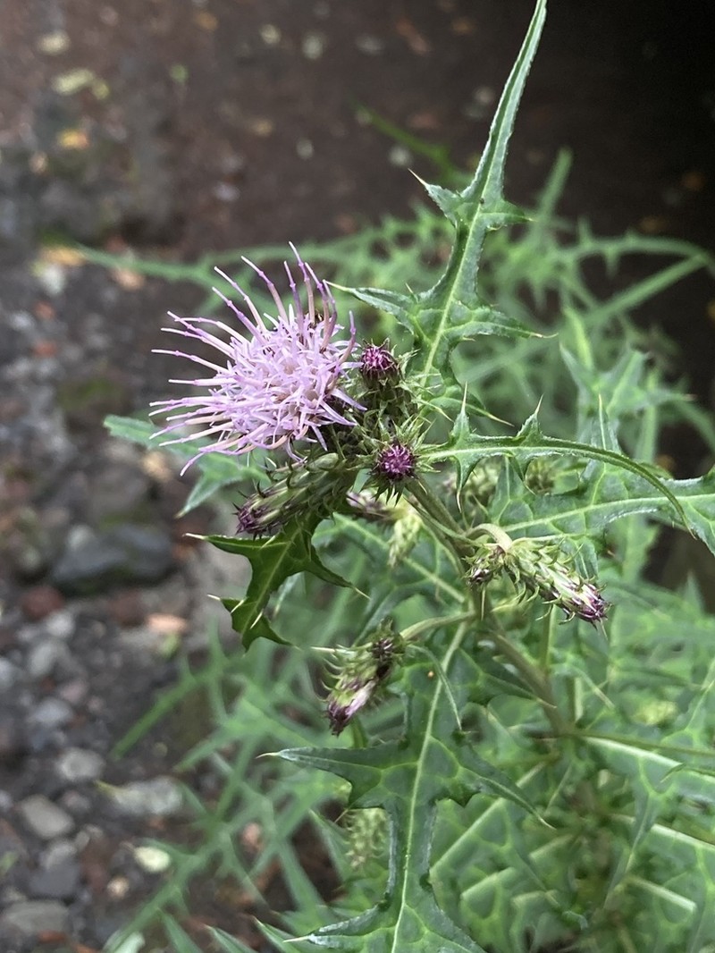Cirsium tenuipedunculatum photo 2