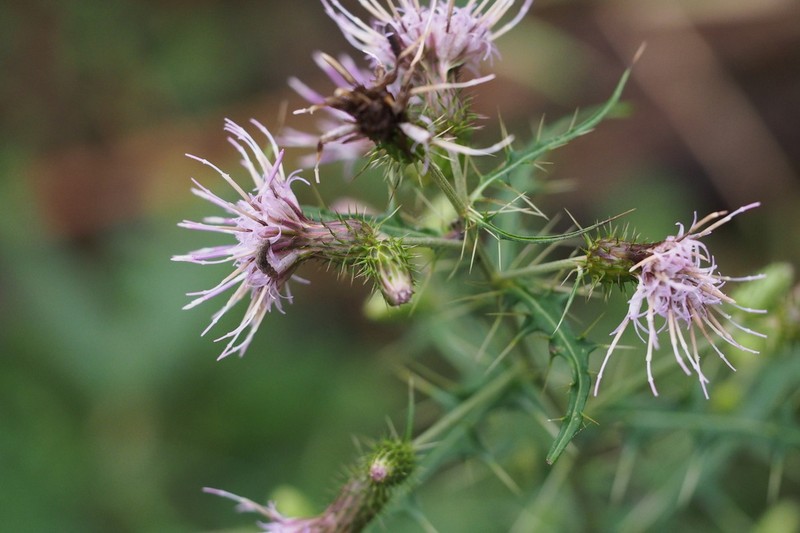 Cirsium tenuipedunculatum photo 3