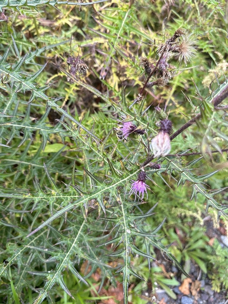 Cirsium tenuipedunculatum photo 4