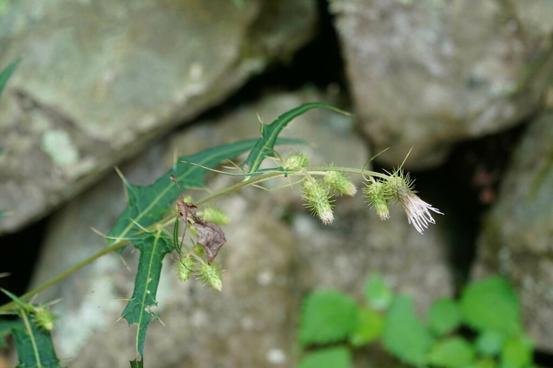 Cirsium tenuipedunculatum photo 5