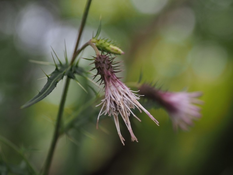 Cirsium tenuipedunculatum photo 6