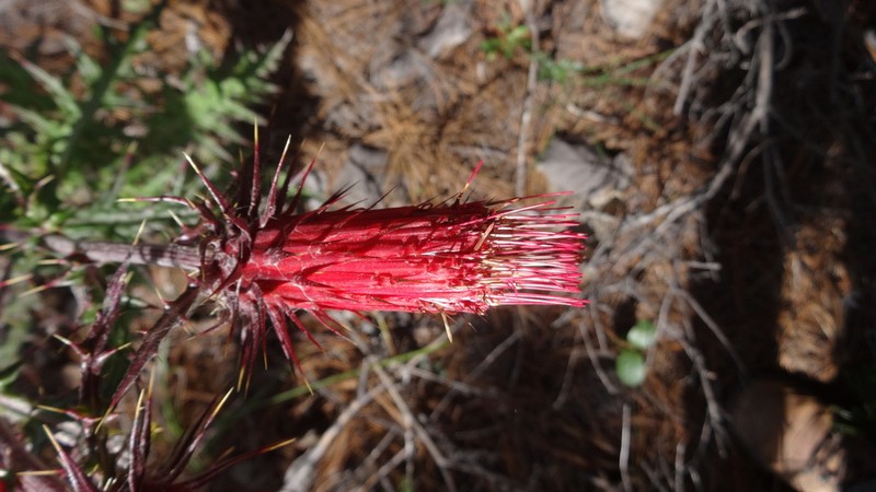 Cirsium tepehuanense