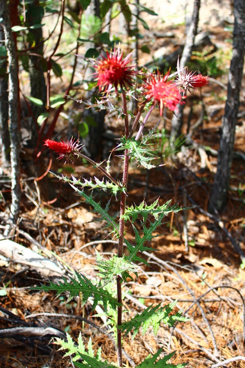 Cirsium tepehuanense photo 2