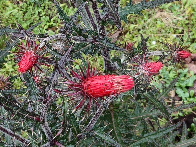 Cirsium tepehuanense photo 3