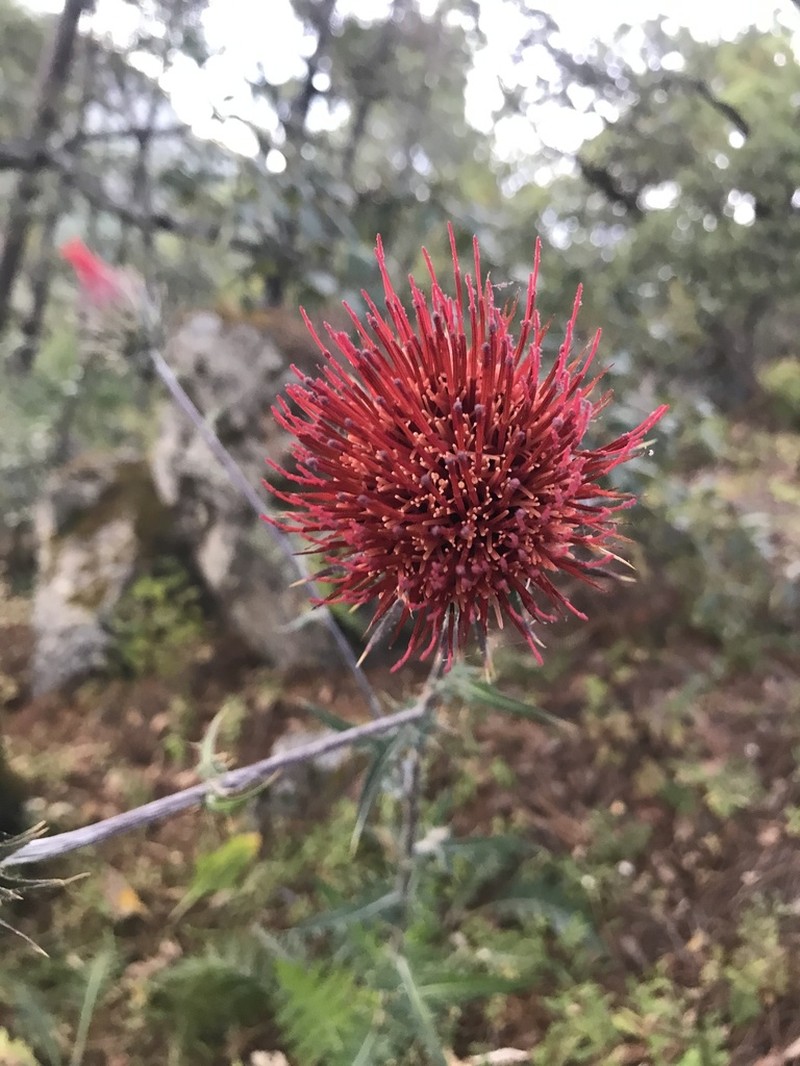 Cirsium tepehuanense photo 4