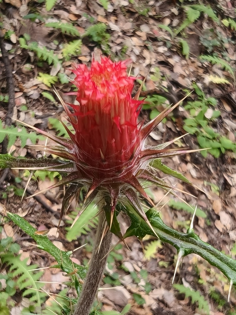 Cirsium tepehuanense photo 5