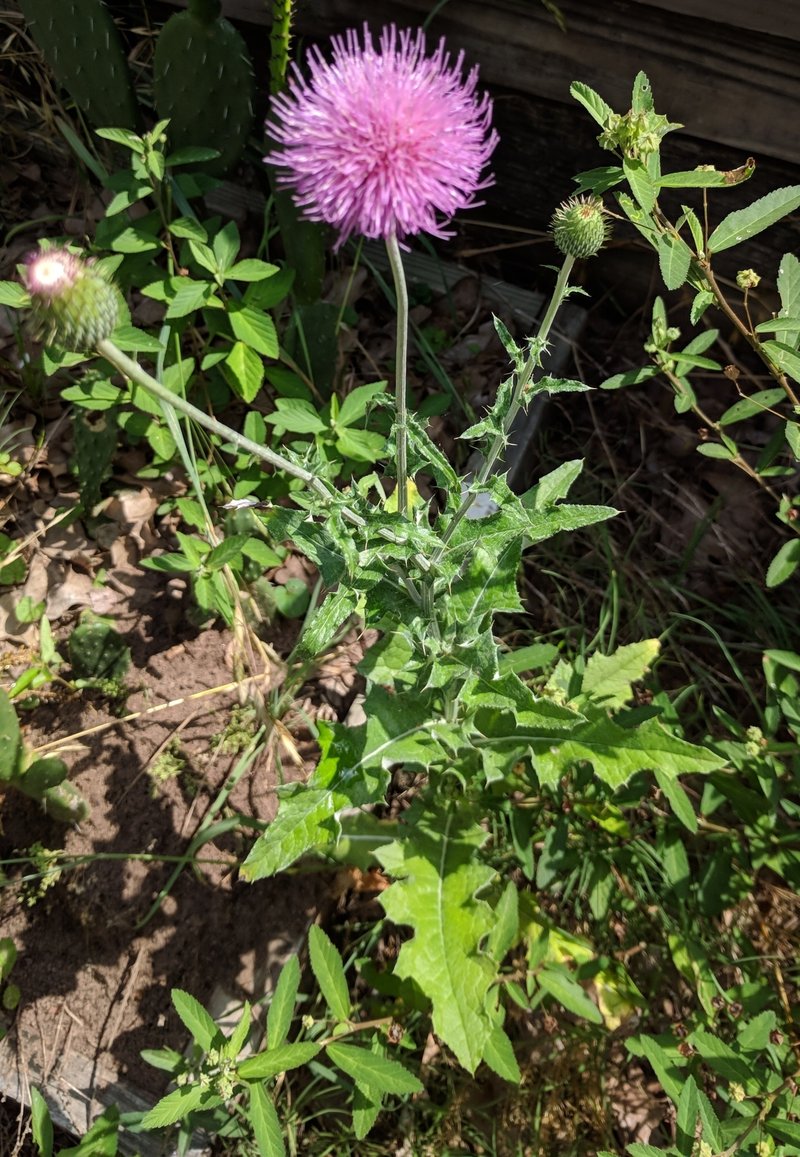 Texas Thistle