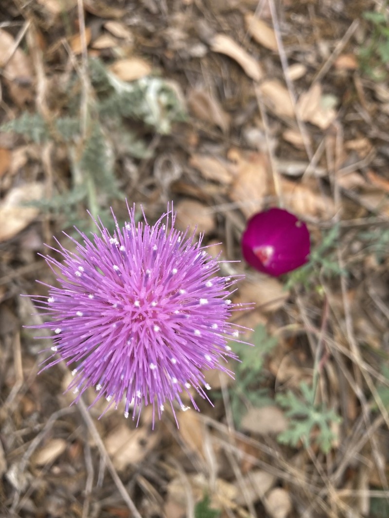 Texas Thistle