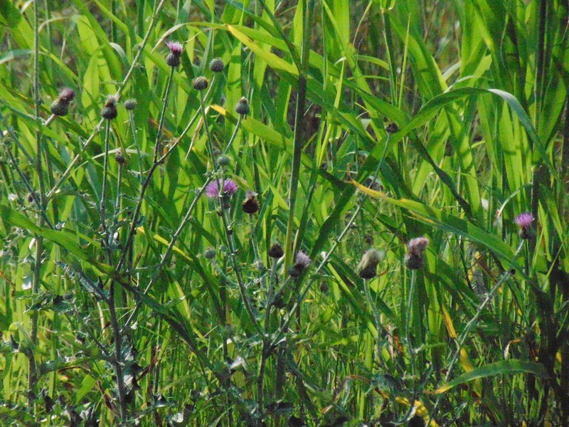 Texas Thistle photo 2