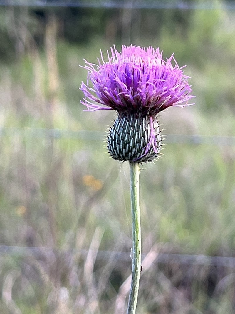 Texas Thistle photo 3