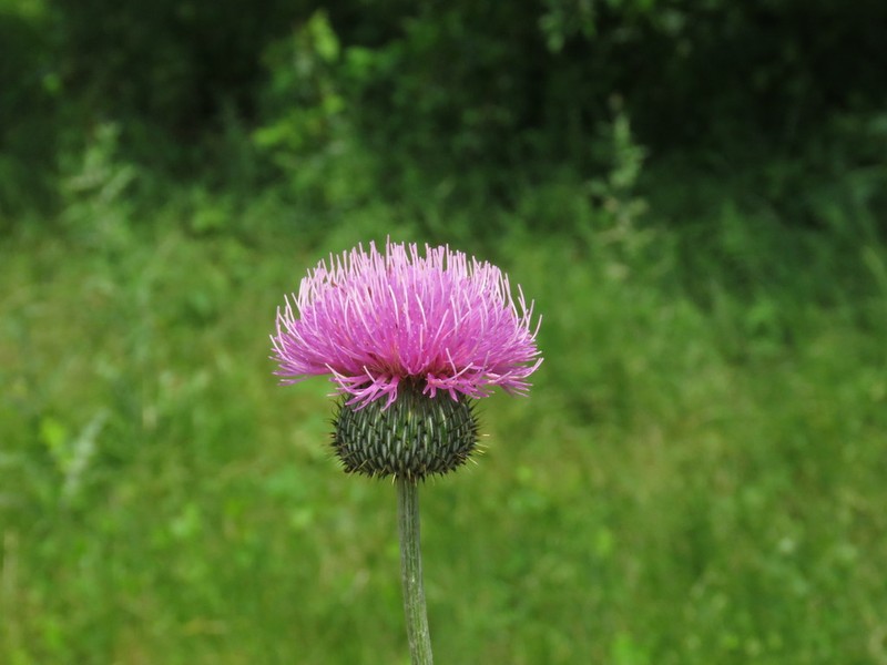 Texas Thistle photo 4