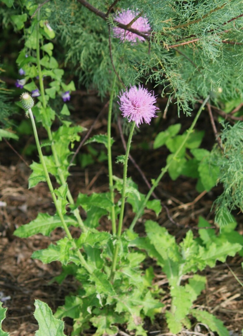 Texas Thistle photo 5