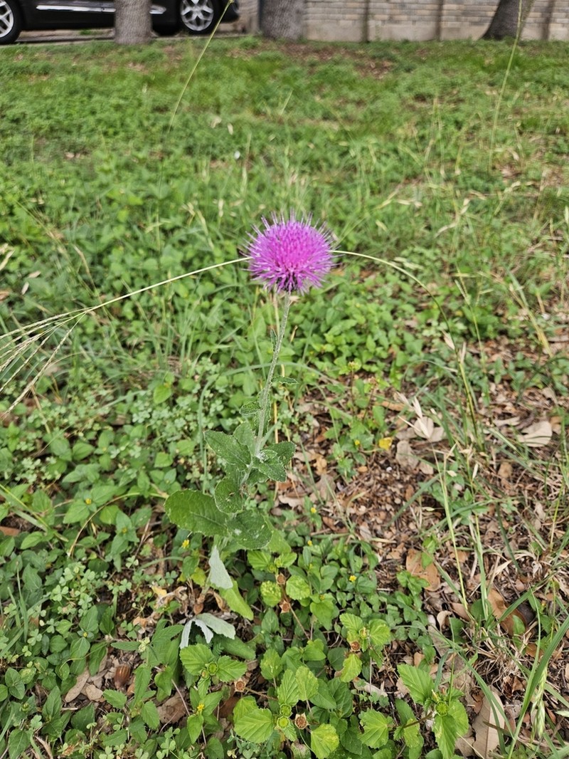 Texas Thistle photo 6