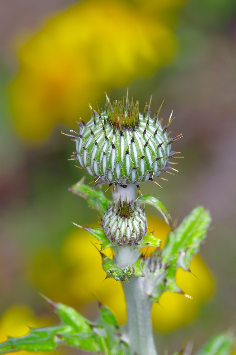 Texas Thistle photo 7