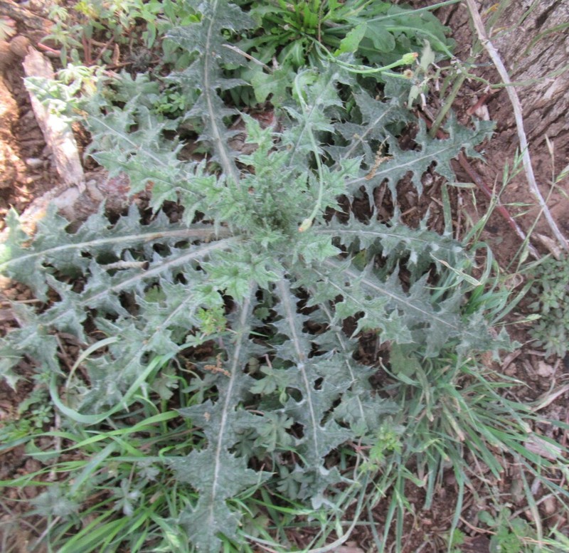Texas Thistle photo 8