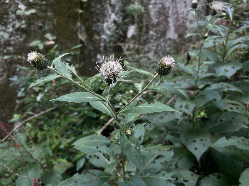 Cirsium tianmushanicum