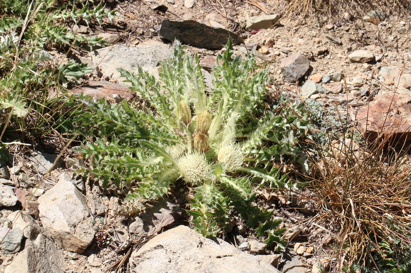 Cirsium tioganum