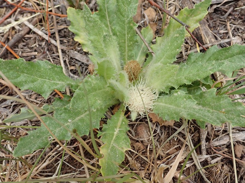 Cirsium tioganum photo 2