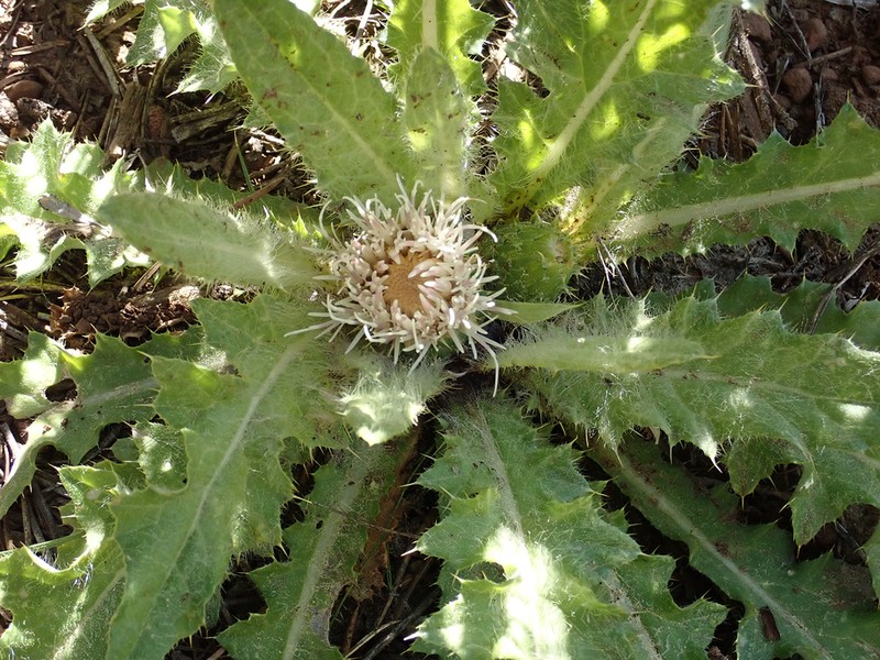 Cirsium tioganum photo 3