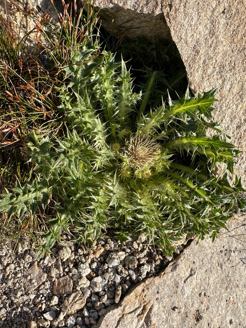 Cirsium tioganum photo 4