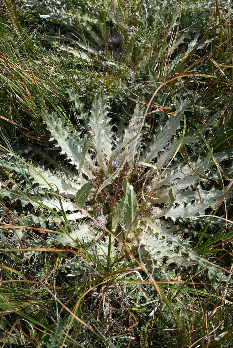 Cirsium tioganum photo 5