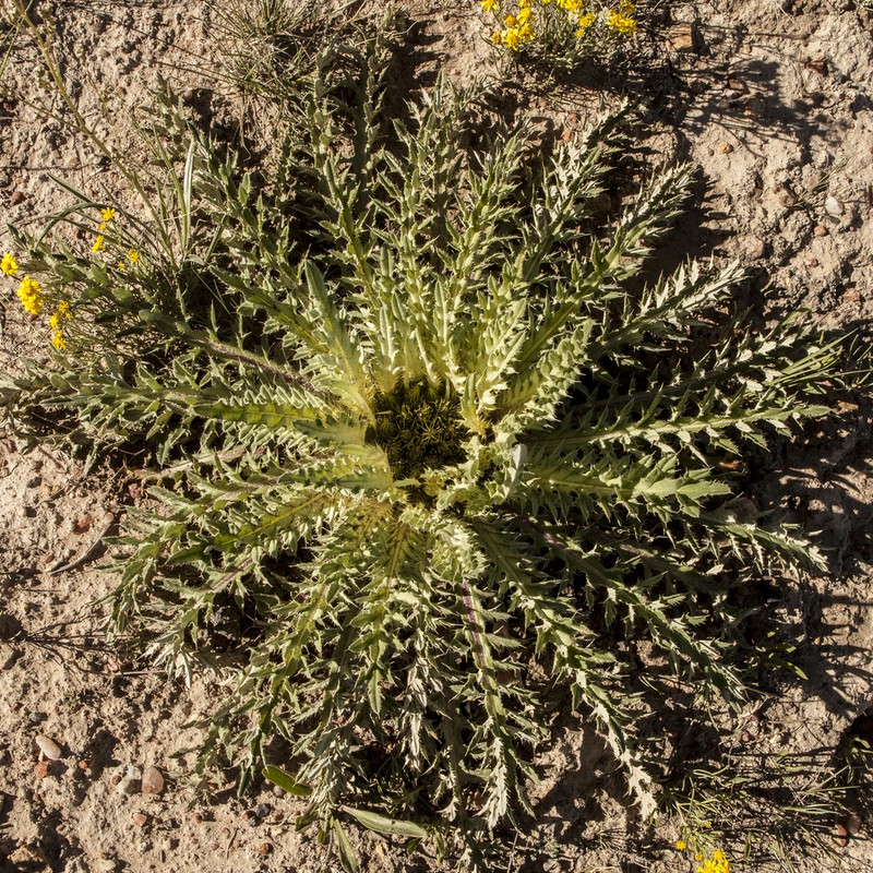 Cirsium tioganum photo 6