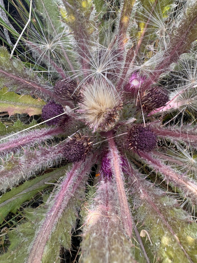 Cirsium tioganum photo 7
