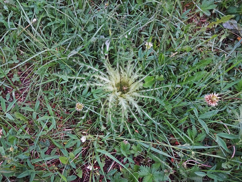 Cirsium tioganum photo 8